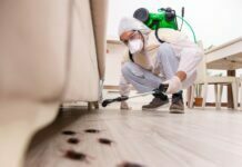 Why Do We Need Pest Control in the Summer Season Pest Control