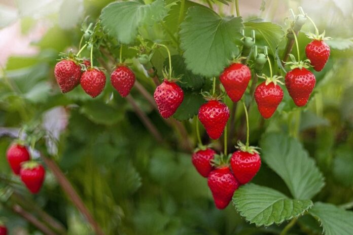 Strawberry Plants